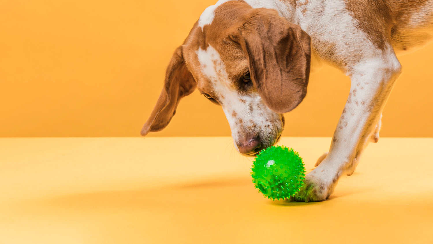 The Ultimate Guide to Choosing Safe and Engaging Toys for Your Dog