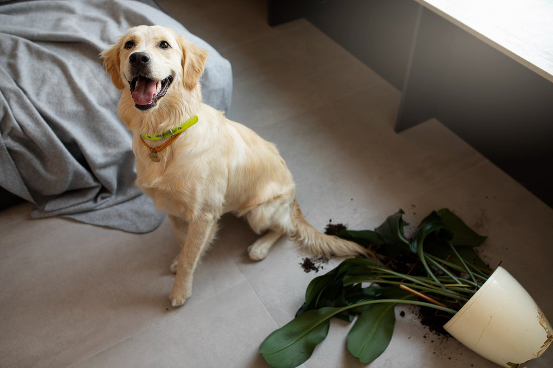 Understanding Your Dog’s Behavior—What They’re Really Trying to Tell You